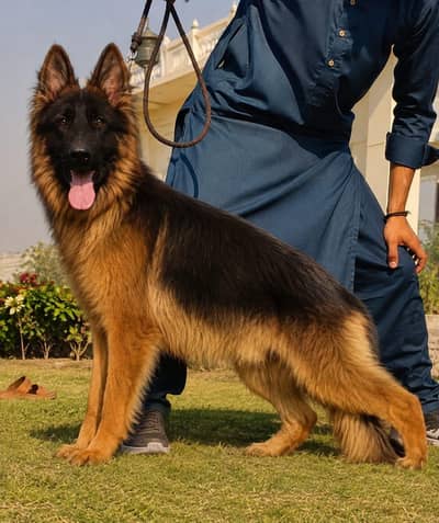 German shepherd
