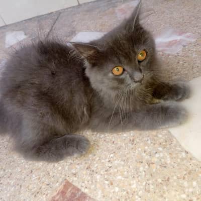 2 percian kitten