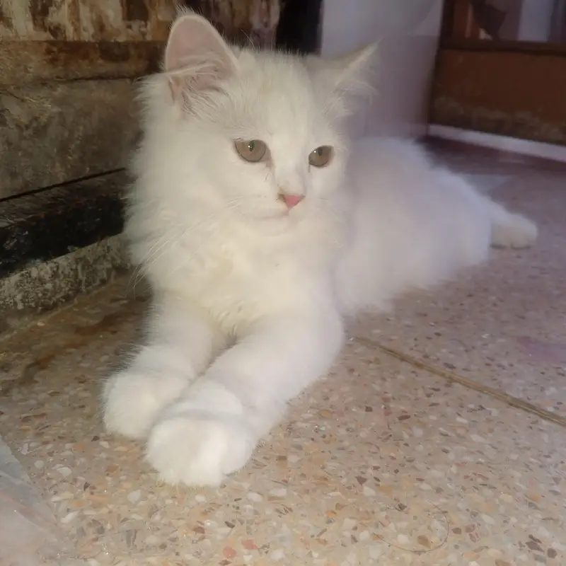 2 percian kitten — photo 2