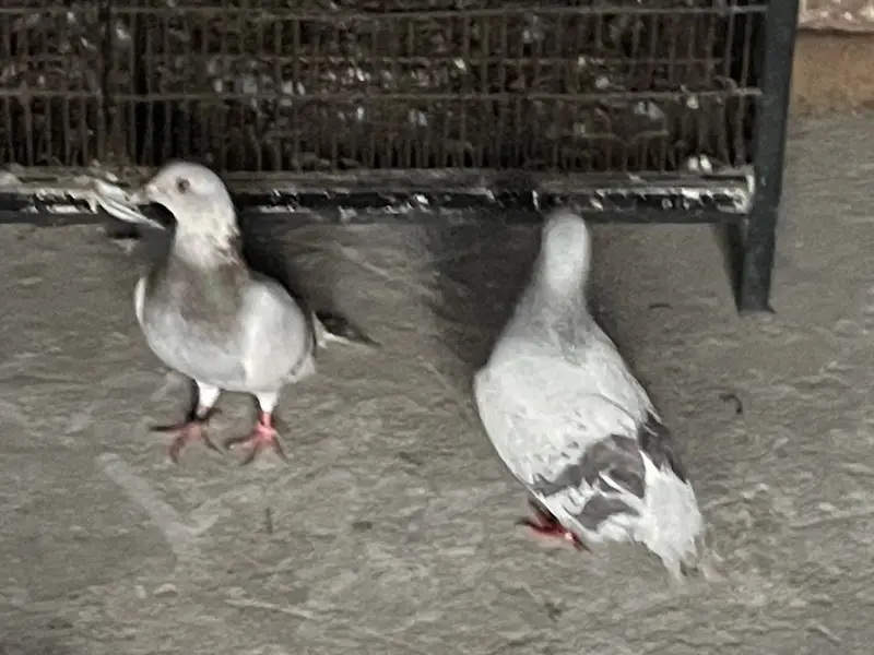 Qasid — photo 2