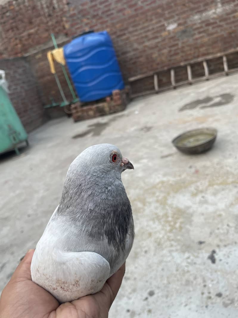 Qasid 7