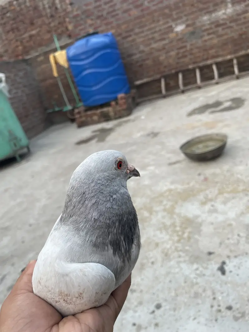 Qasid — photo 8