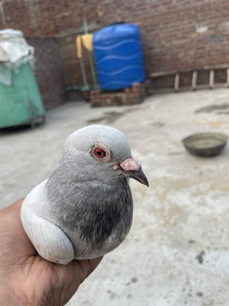 Qasid 8