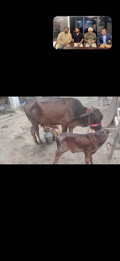 cow with bachrie available