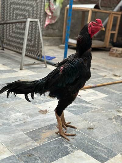 Black German O shamo breeder for sale in cheap price