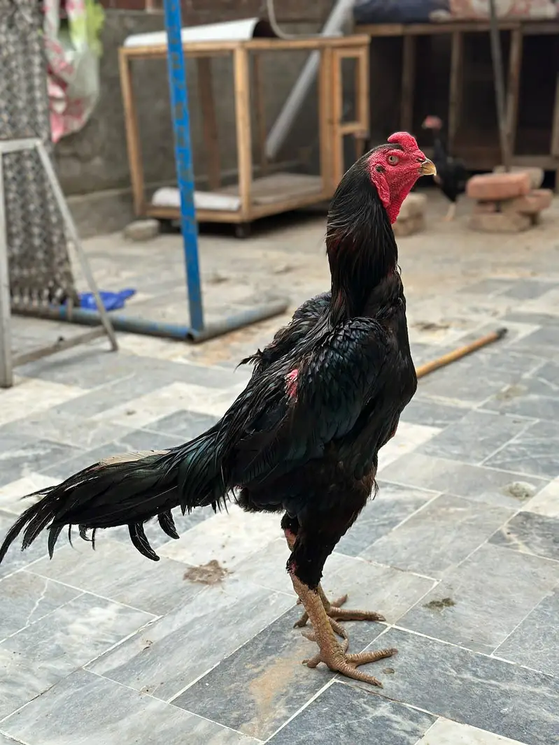 Black German O shamo breeder for sale in cheap price — photo 2
