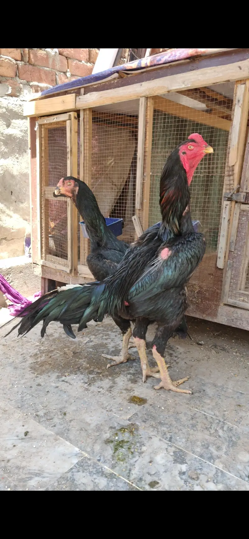 Black German O shamo breeder for sale in cheap price — photo 4