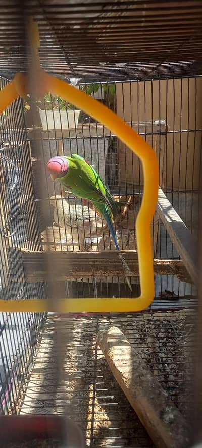 plum head and cockatiel