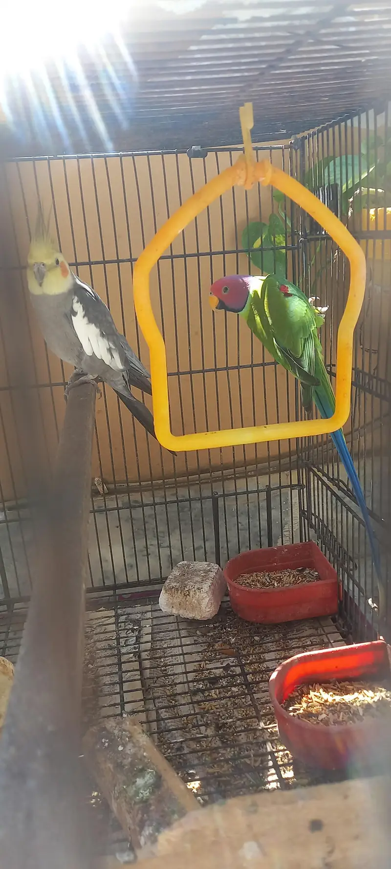 plum head and cockatiel — photo 2