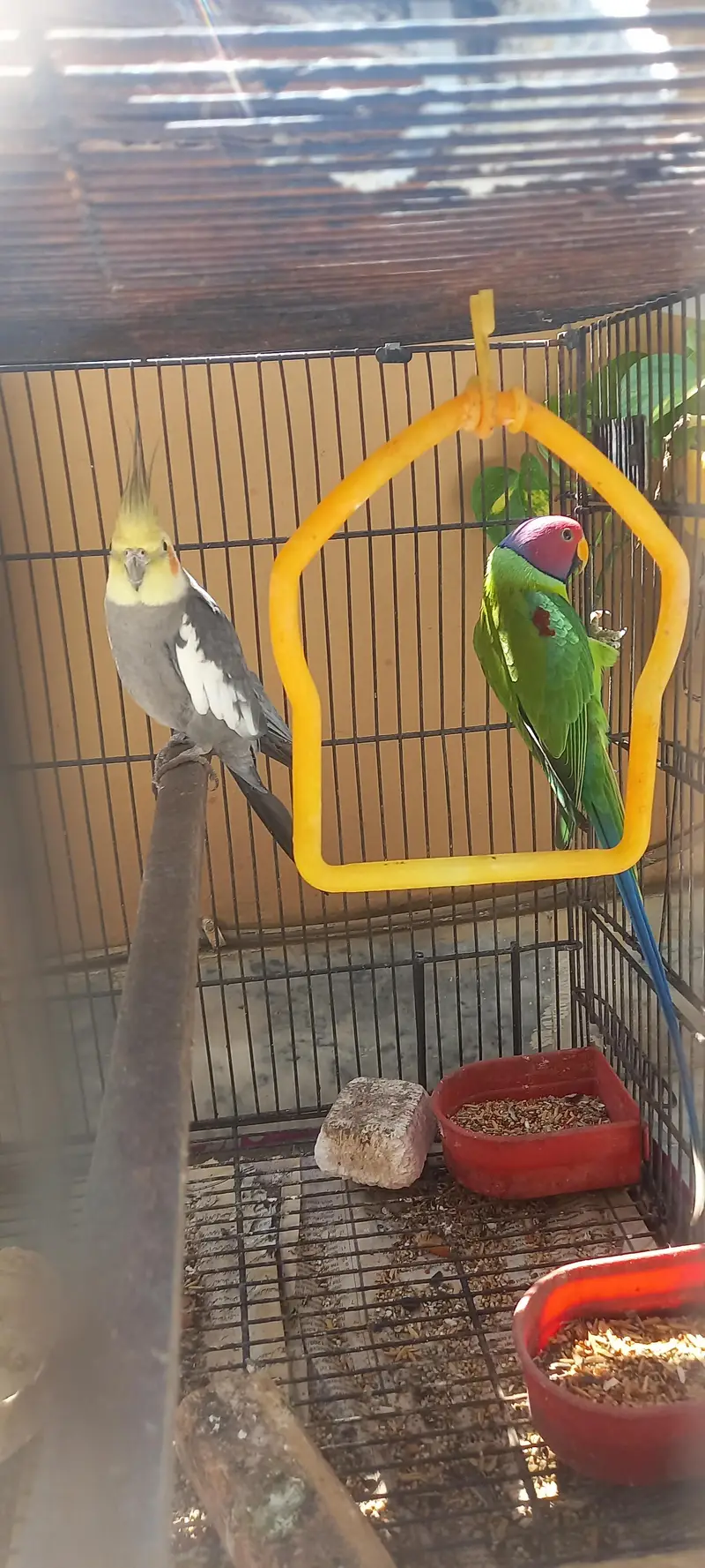 plum head and cockatiel — photo 3