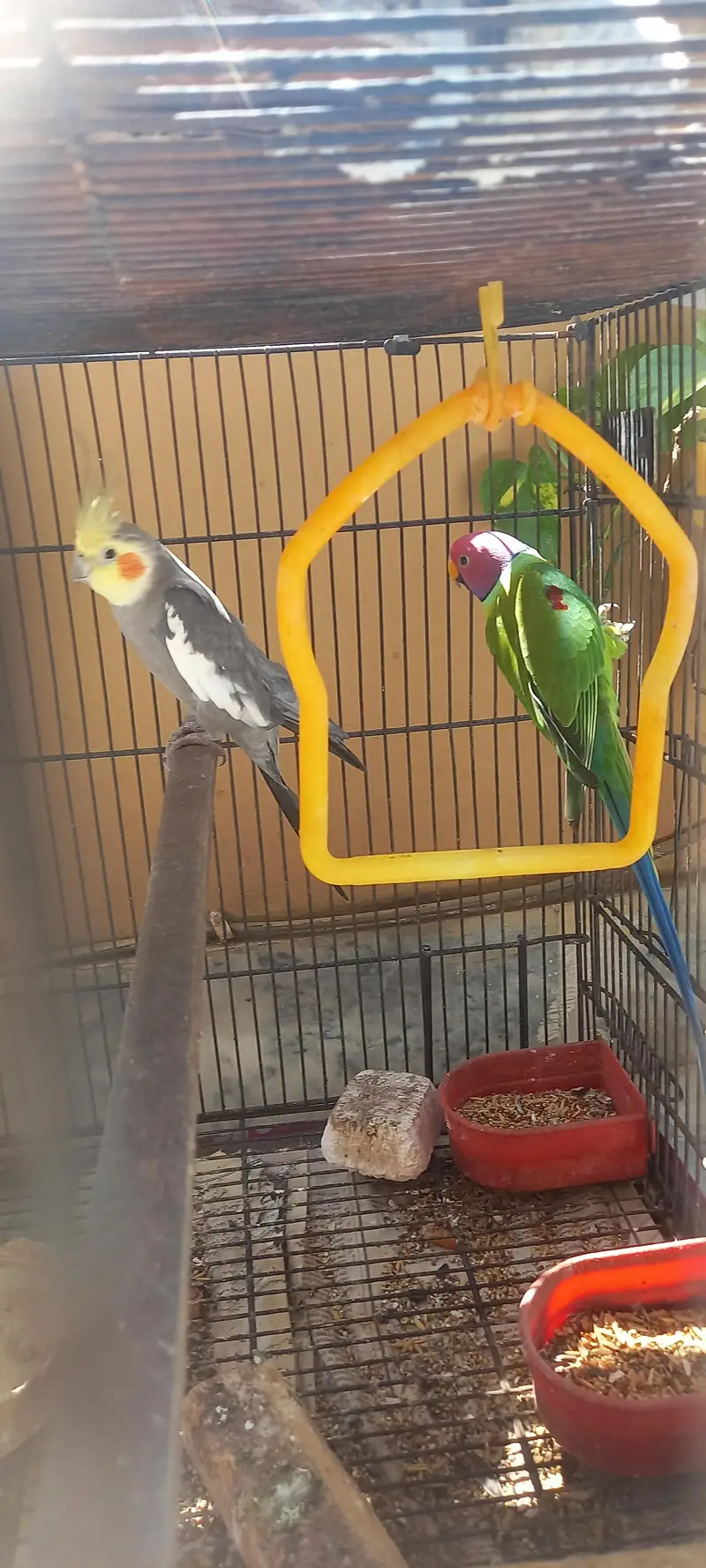 plum head and cockatiel — photo 4