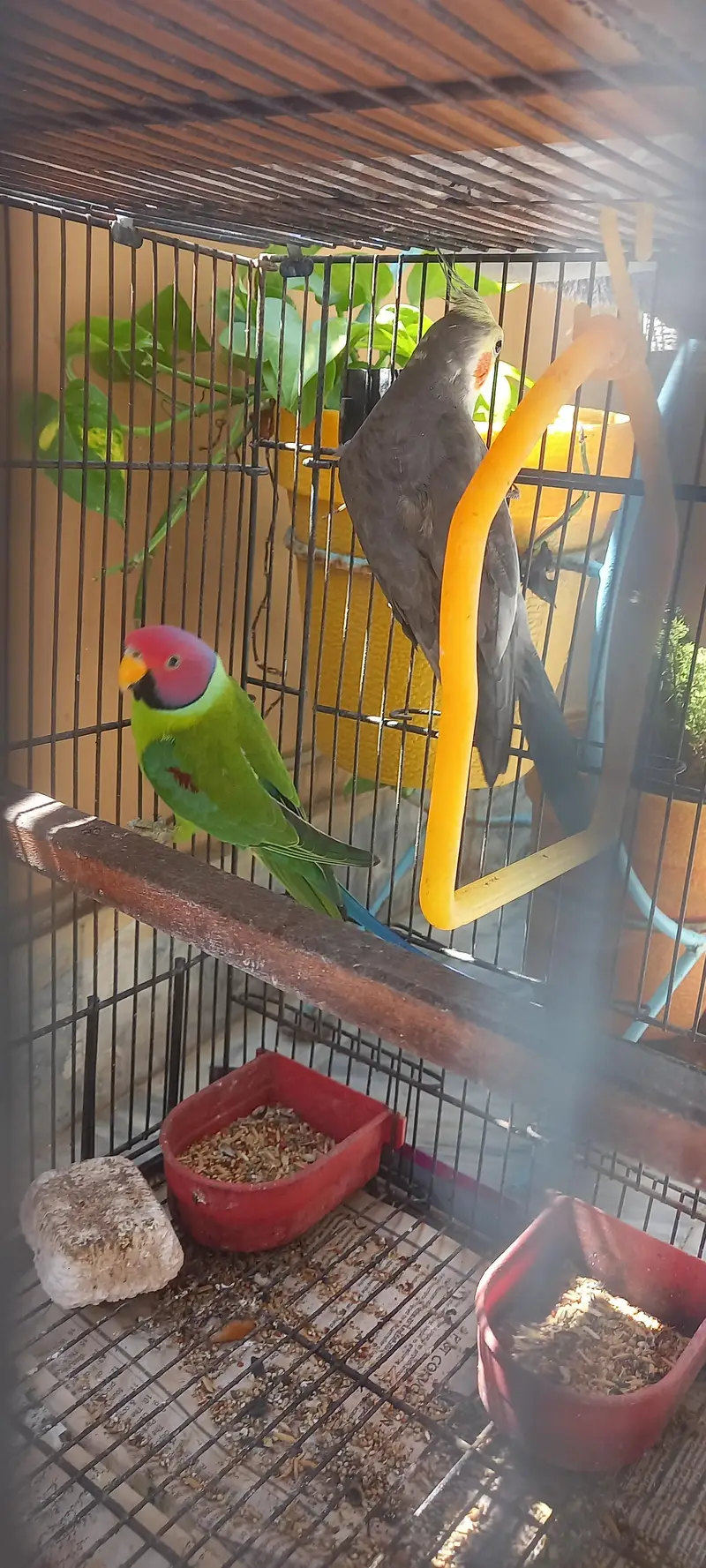 plum head and cockatiel — photo 5