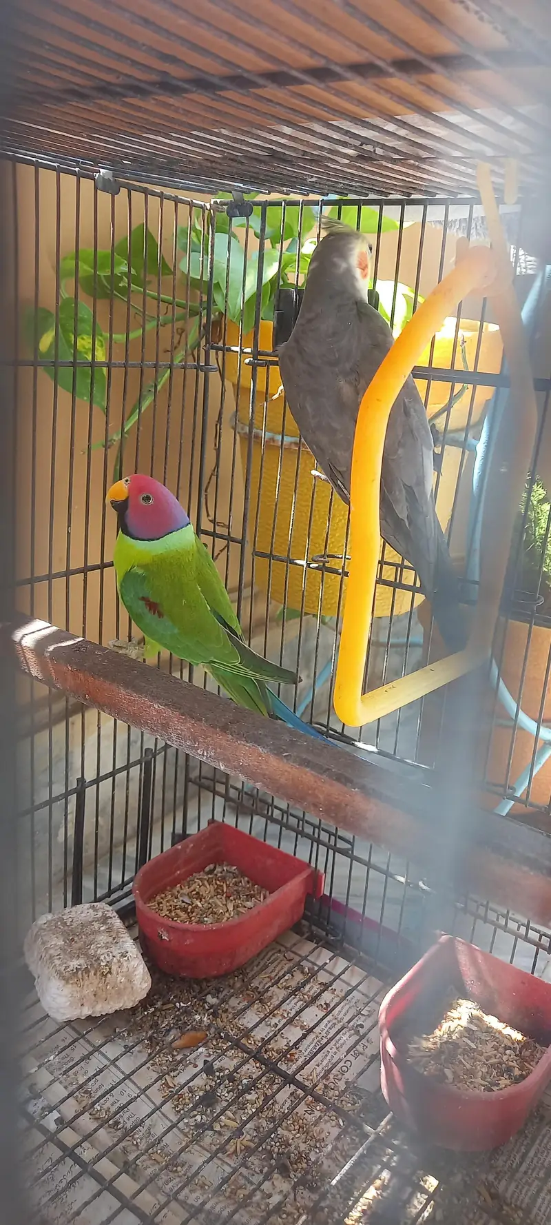 plum head and cockatiel — photo 6