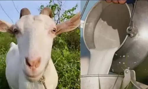 Goats | Goats Milk | milky Goats | Milk Goats For sale