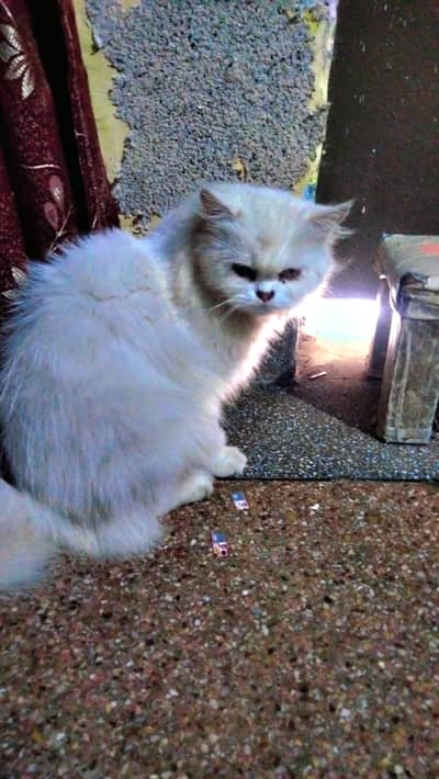 3500 ki hsab si mili gi 1 cat  piece phone number 03147670258