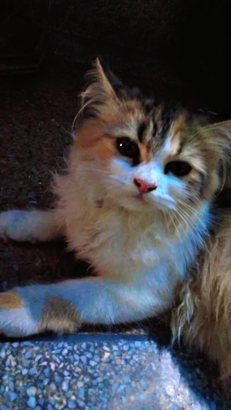 3500 ki hsab si mili gi 1 cat  piece phone number 03147670258 — photo 2