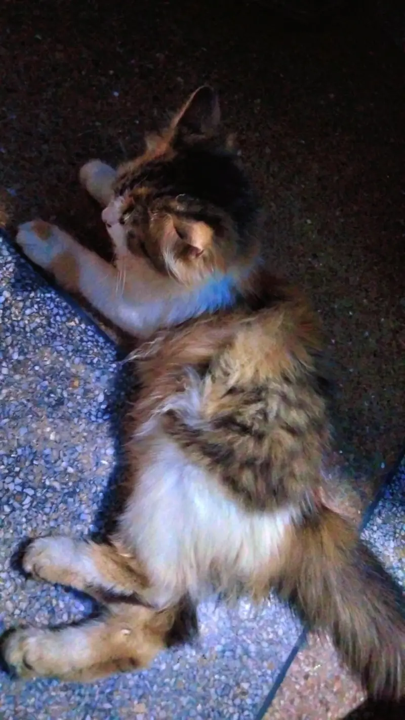 3500 ki hsab si mili gi 1 cat  piece phone number 03147670258 — photo 6