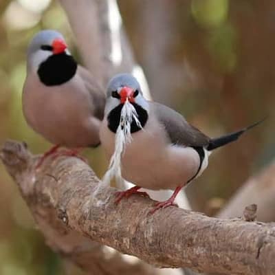 Shaftail Finch Hex Long-Tail breeder pair for sale