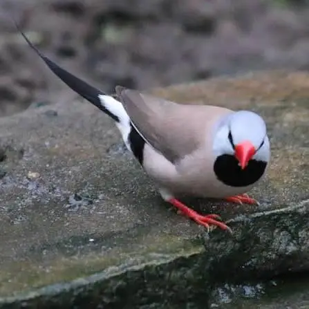 Shaftail Finch Hex Long-Tail breeder pair for sale — photo 2