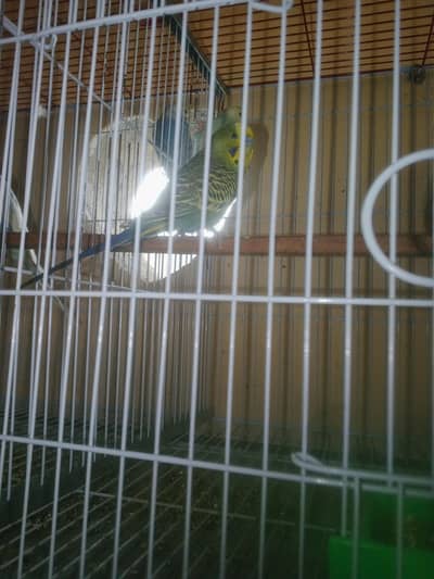 Budgie Australian Bajri Male parrot