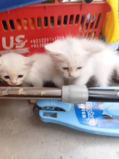 persian kittens