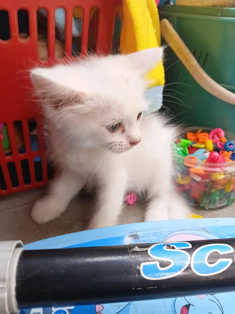 persian kittens 1