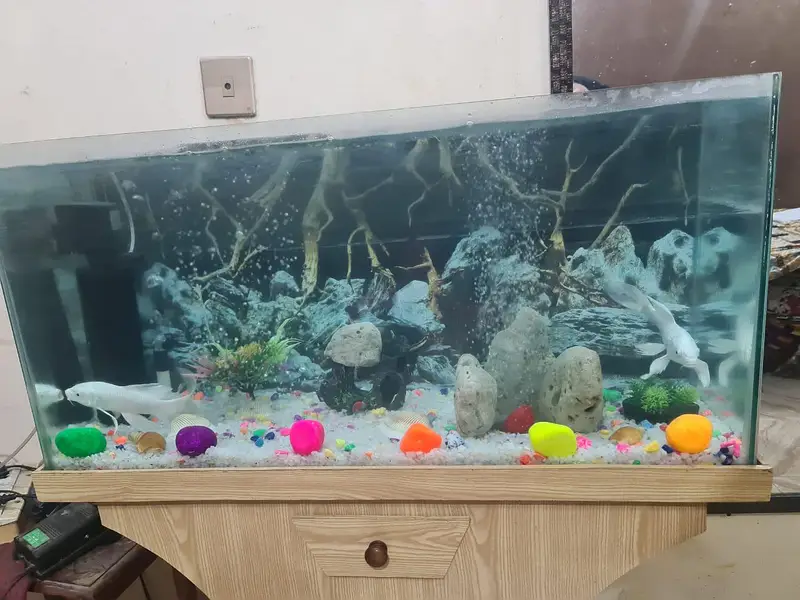 Aquarium — photo 2