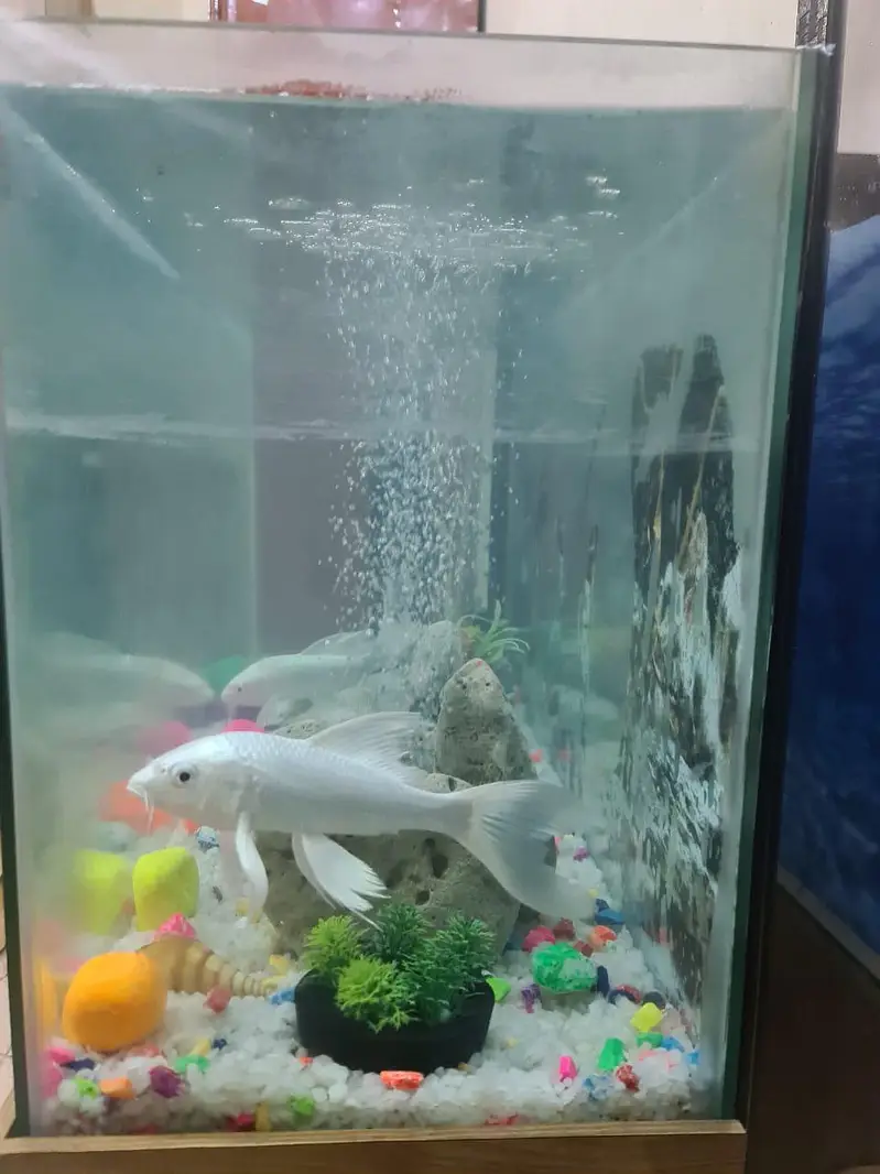 Aquarium — photo 4