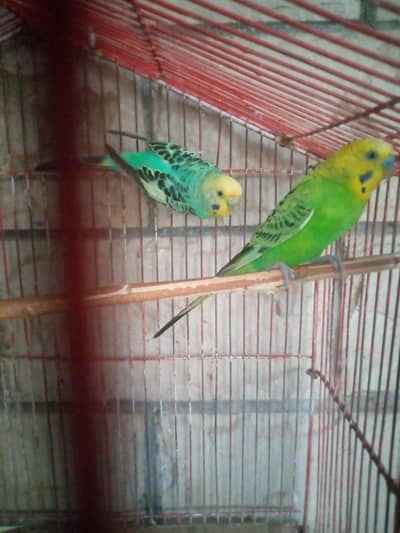 Ak pair ha sath 2 female ha pair 13000 Ka Jura ha pr female 800 ke ha
