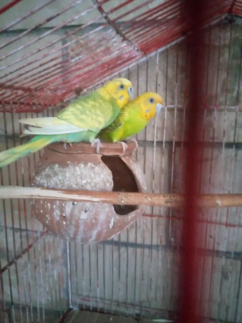 Ak pair ha sath 2 female ha pair 13000 Ka Jura ha pr female 800 ke ha — photo 2