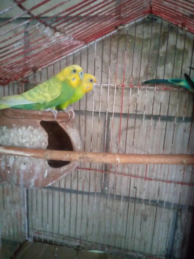 Ak pair ha sath 2 female ha pair 13000 Ka Jura ha pr female 800 ke ha — photo 3