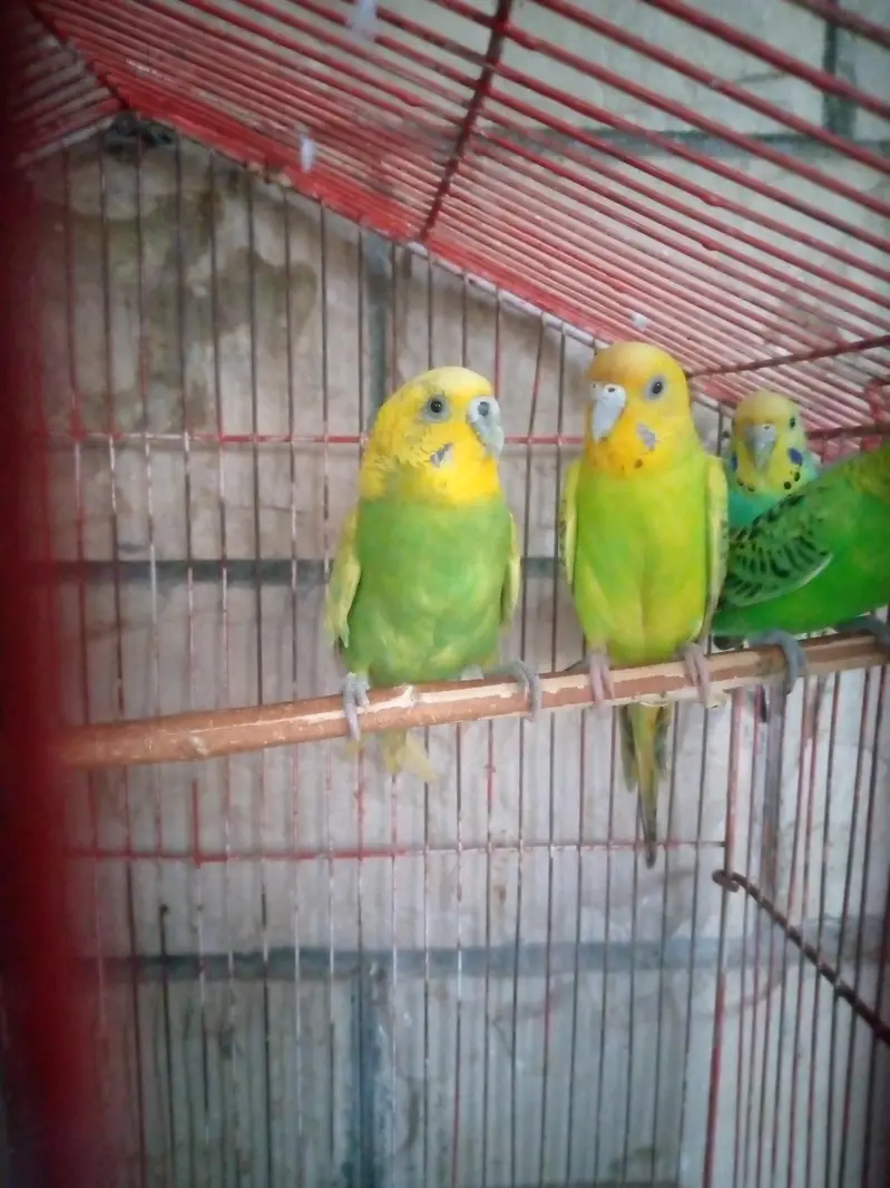Ak pair ha sath 2 female ha pair 13000 Ka Jura ha pr female 800 ke ha — photo 4