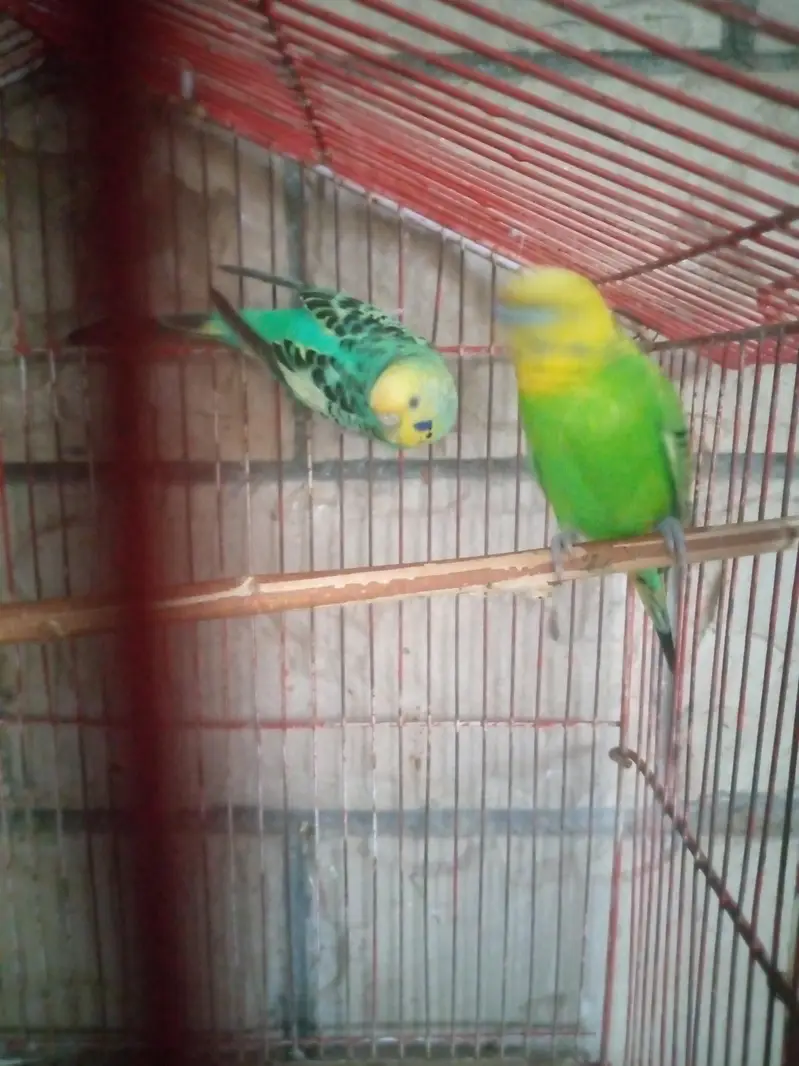 Ak pair ha sath 2 female ha pair 13000 Ka Jura ha pr female 800 ke ha — photo 5