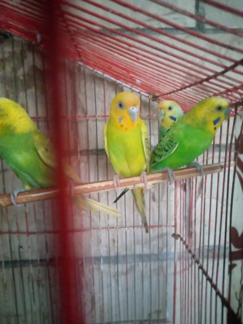 Ak pair ha sath 2 female ha pair 13000 Ka Jura ha pr female 800 ke ha — photo 6