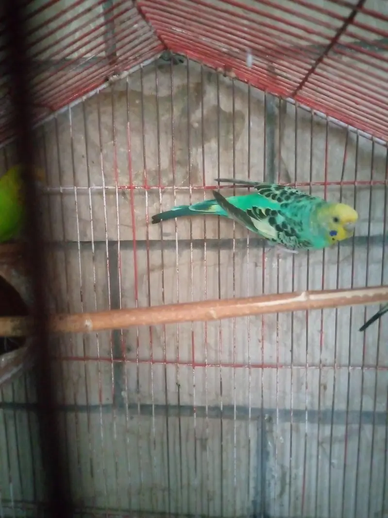 Ak pair ha sath 2 female ha pair 13000 Ka Jura ha pr female 800 ke ha — photo 7