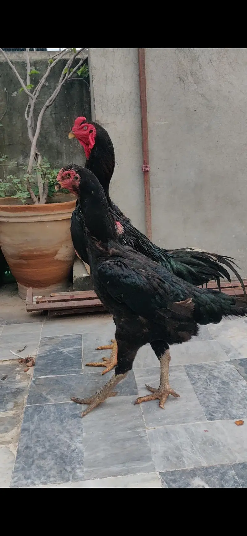 Black German O shamo breeder for sale in cheap price — photo 3