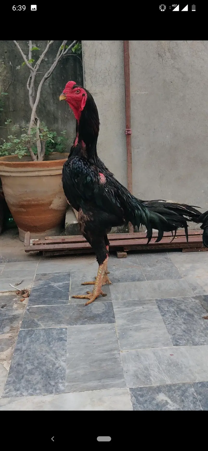 Black German O shamo breeder for sale in cheap price — photo 5