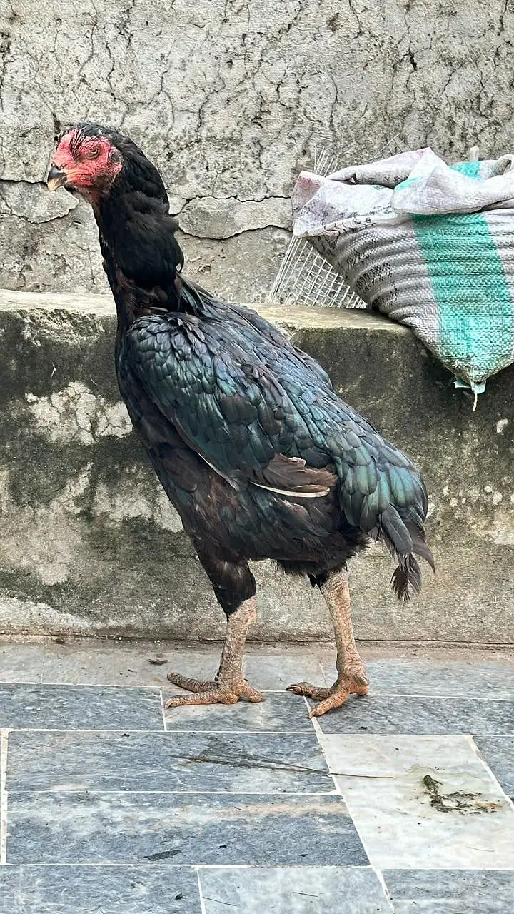 Black German O shamo breeder for sale in cheap price — photo 6