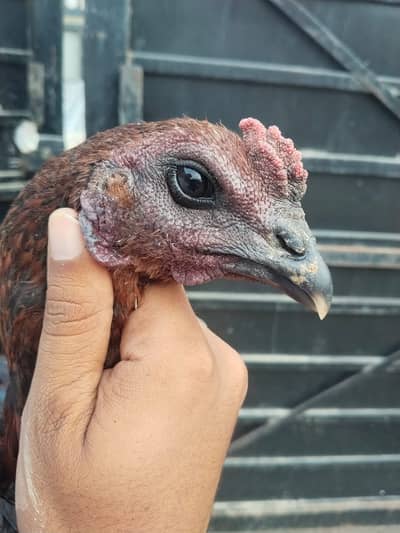 pure Dragon Aseel Male | white shamo aseel | pakistani aseel murgha