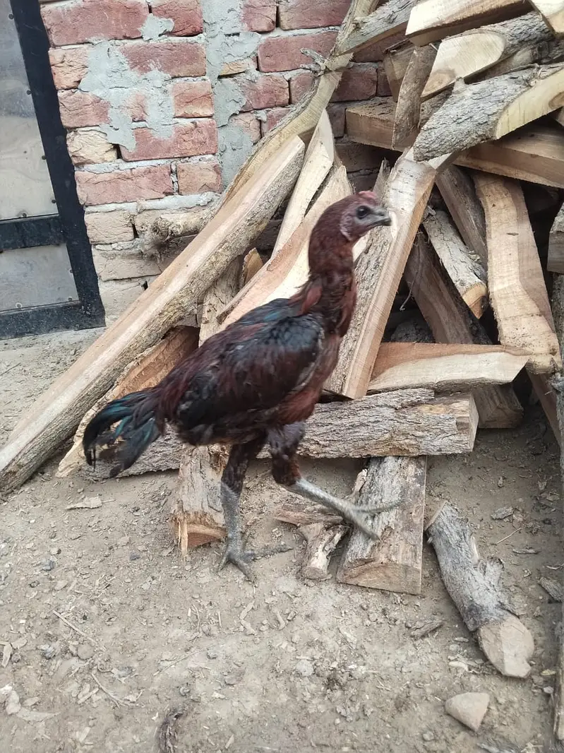pure Dragon Aseel Male | white shamo aseel | pakistani aseel murgha — photo 2