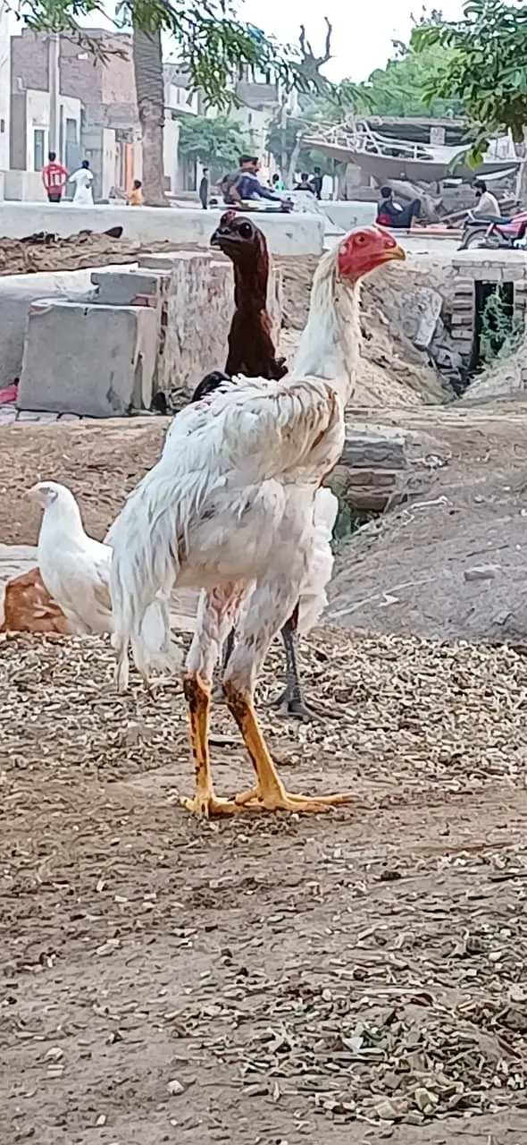 pure Dragon Aseel Male | white shamo aseel | pakistani aseel murgha — photo 3