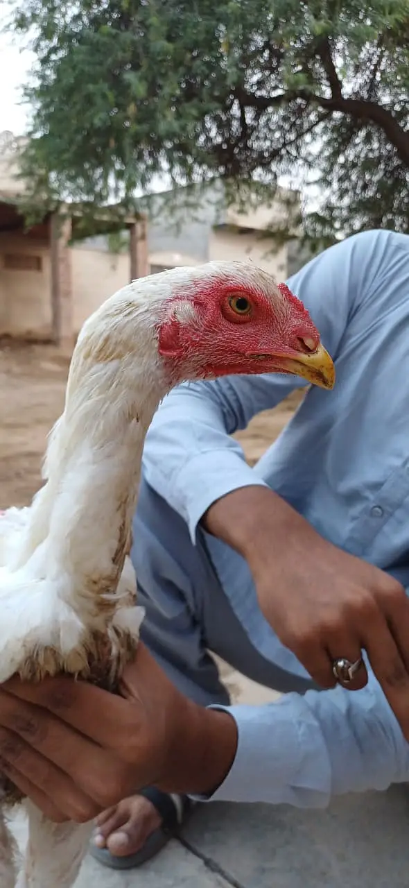 pure Dragon Aseel Male | white shamo aseel | pakistani aseel murgha — photo 4