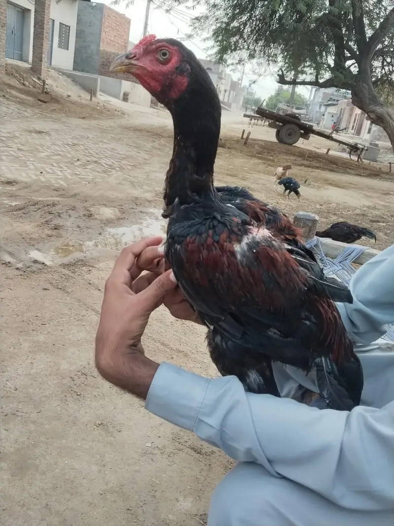 pure Dragon Aseel Male | white shamo aseel | pakistani aseel murgha — photo 5