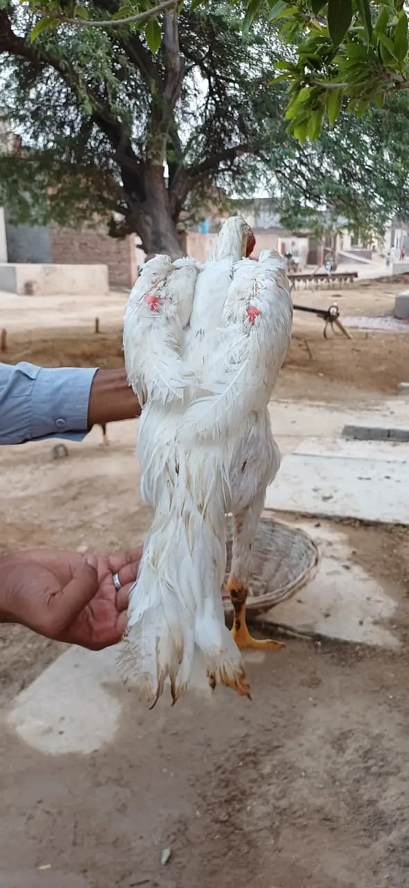 pure Dragon Aseel Male | white shamo aseel | pakistani aseel murgha — photo 6