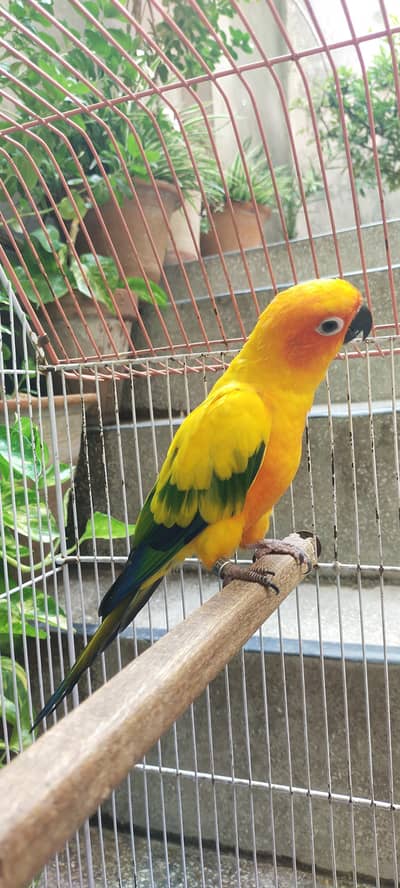sunconoure parrot