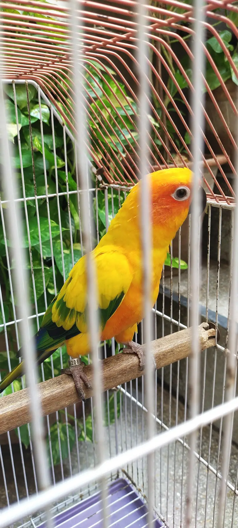sunconoure parrot — photo 2