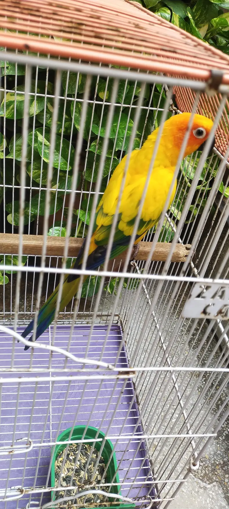 sunconoure parrot — photo 3