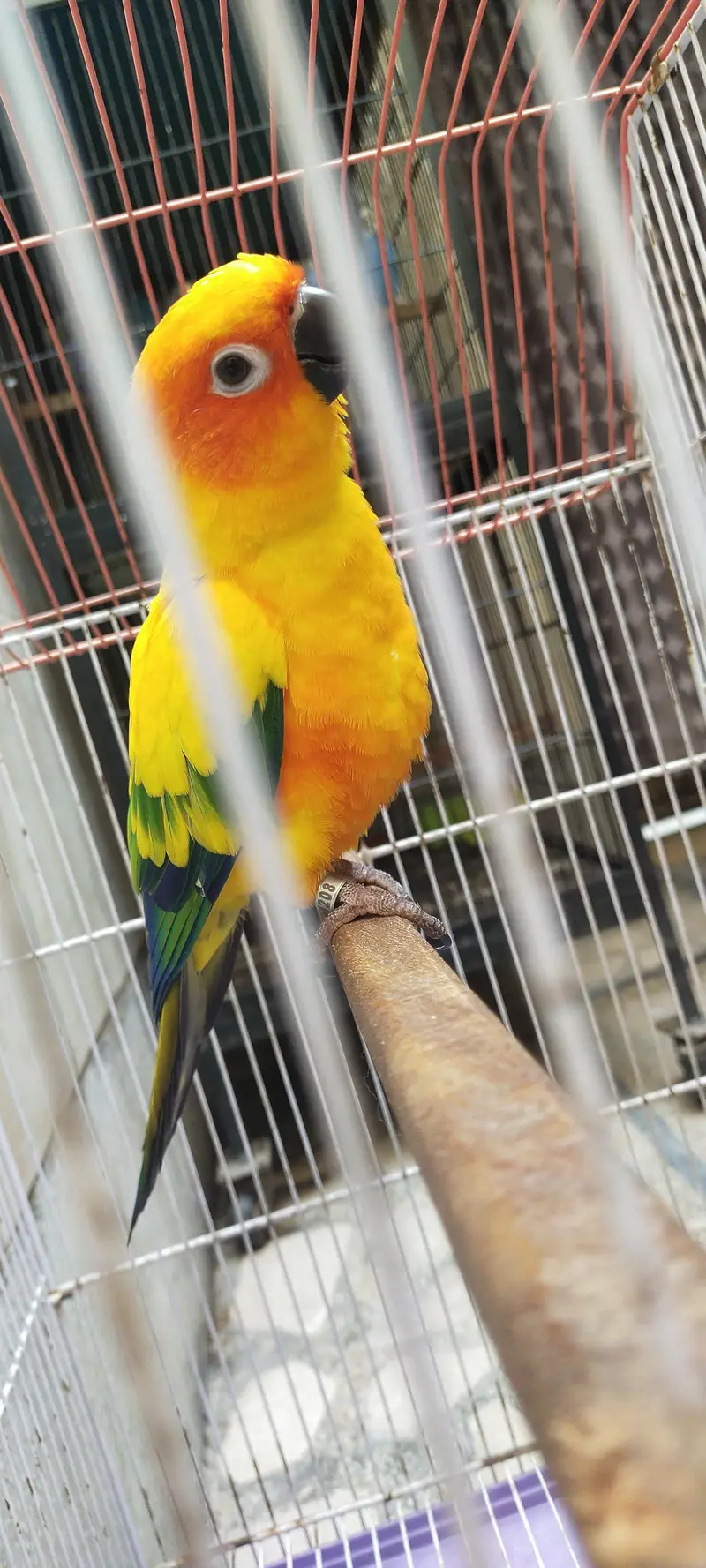 sunconoure parrot — photo 4