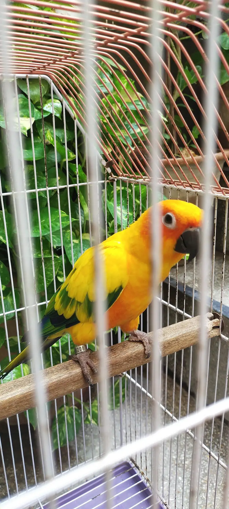 sunconoure parrot — photo 5