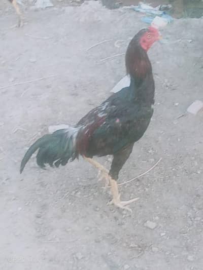 for sale location mandibhulldin cargo all Pakistan